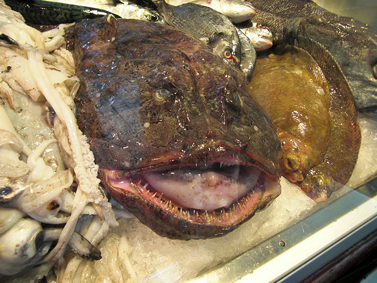 Picture of Anglerfish