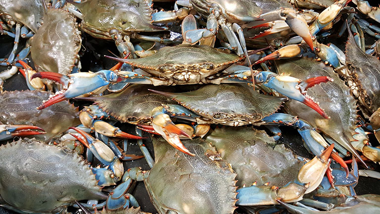 Picture of Blue Crab