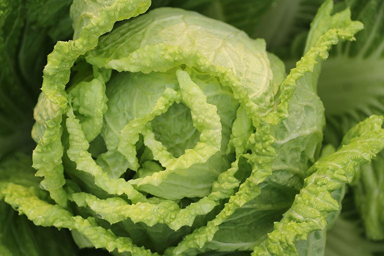 Picture of Chinese Cabbage