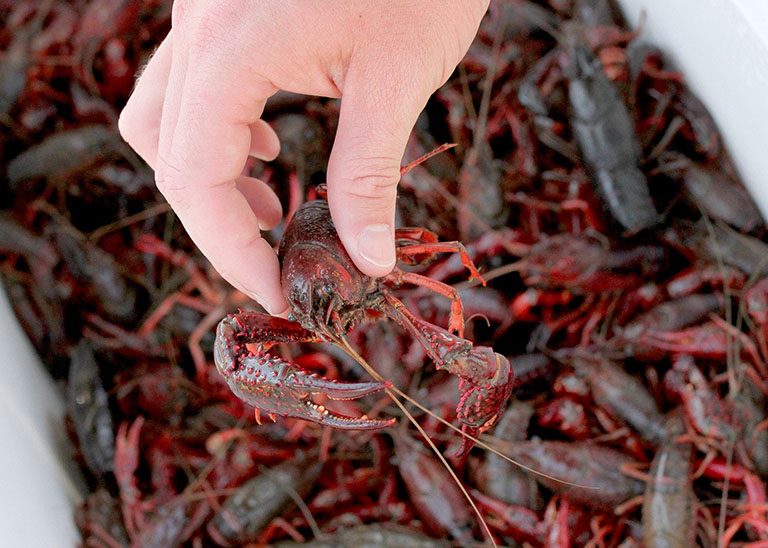 Picture of Crayfish