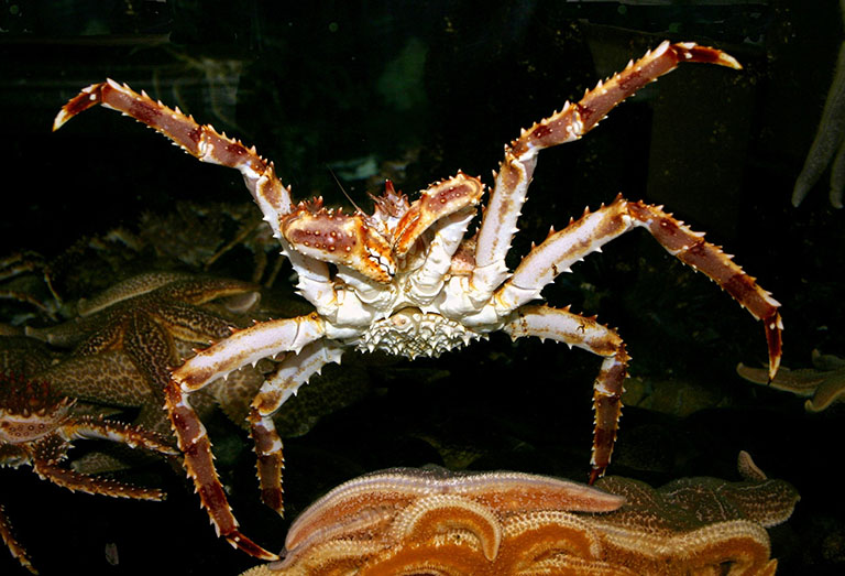 Picture of King Crab