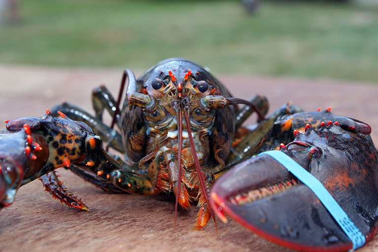 Picture of Lobster