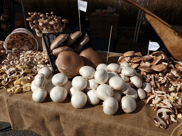 Picture of Mushroom