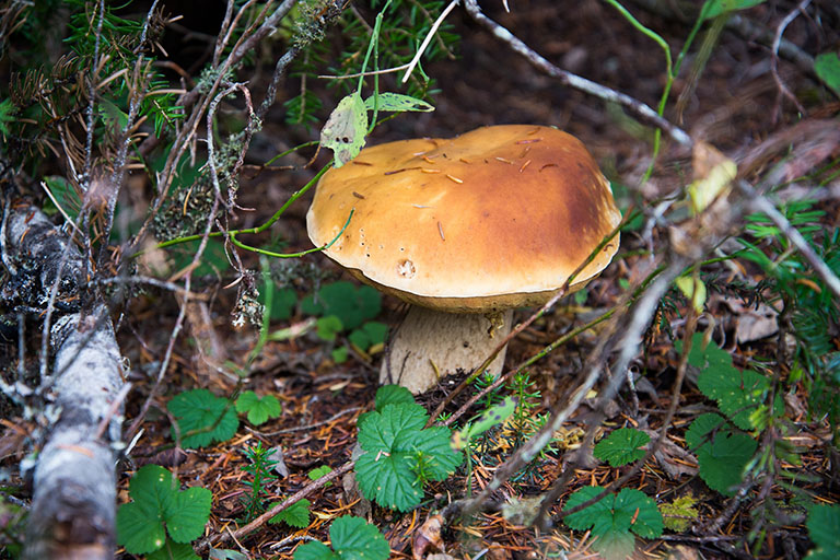 Picture of Porcini Mushroom