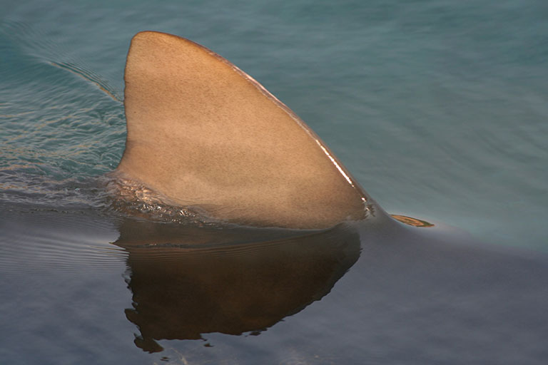 Picture of Shark Fin