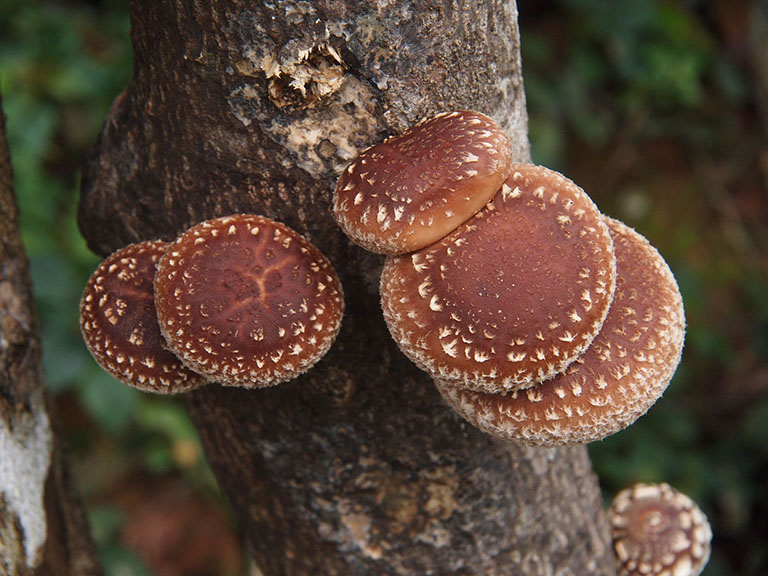 Picture of Shiitake Mushroom