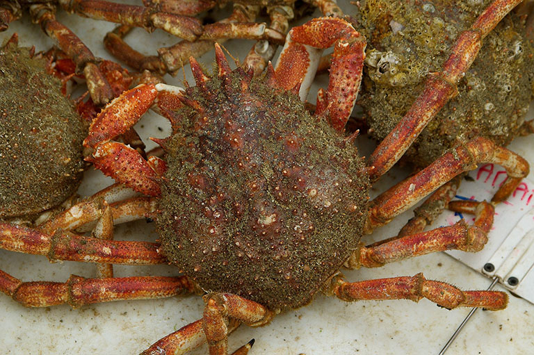 Picture of Spider Crab