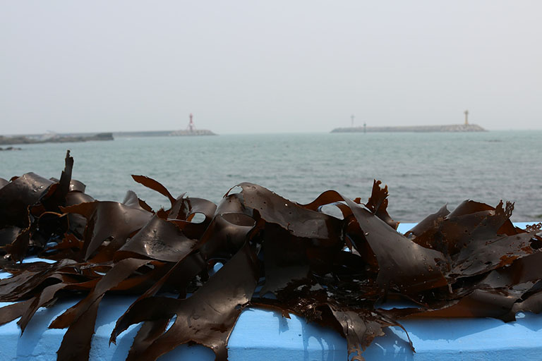 Picture of Wakame Seaweed